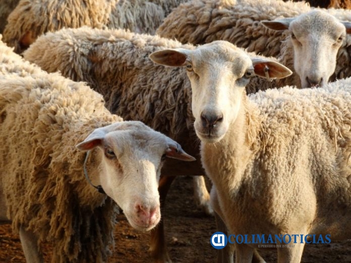 Realizan investigaciones sobre ovejas merino de Isla Socorro_a
