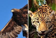 Águila real y jaguar, especies en peligro de extinción, habitan en Cerro Grande