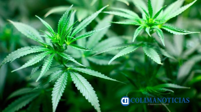 planta de Marihuana