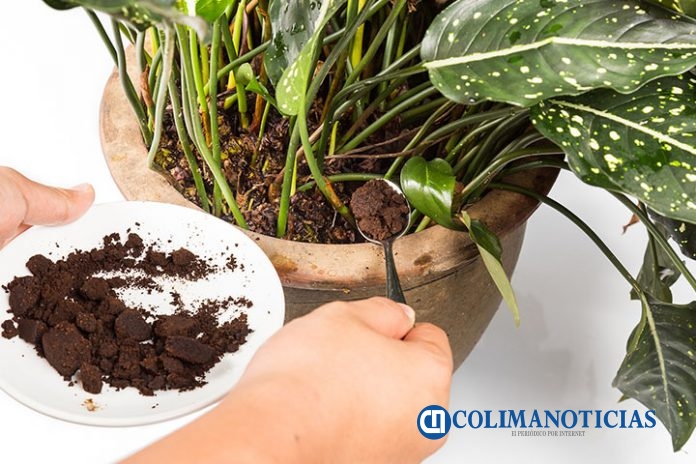 cafe-fertilizante-plantas