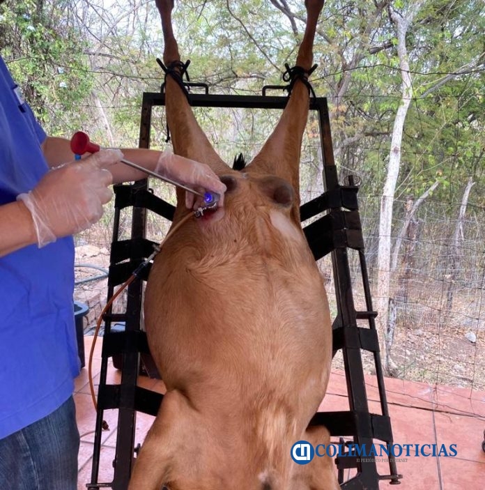 Se capacita alumnado de la UdeC para mejorar hato caprino_a