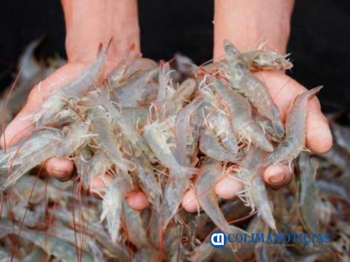 camarones