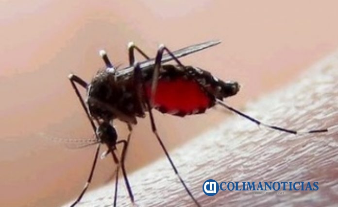 dengue