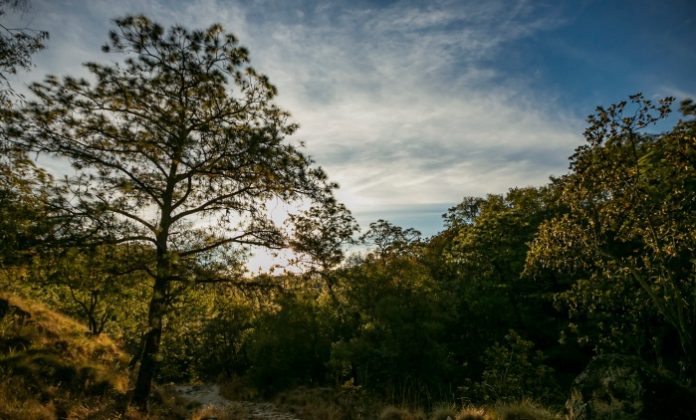 el Bosque La Primavera