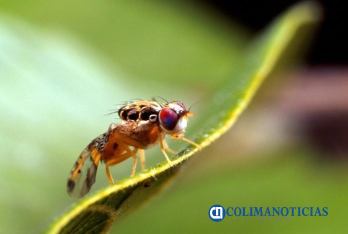 mosca del medi