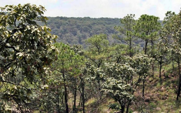 Bosque de la Primavera