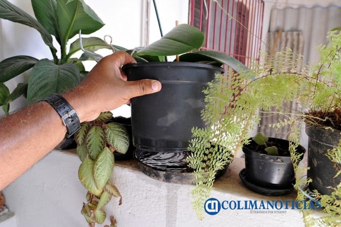 Saneamiento macetas dengue