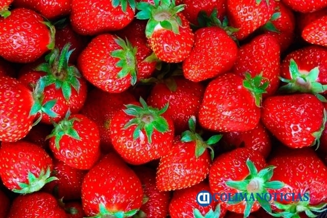 fresas