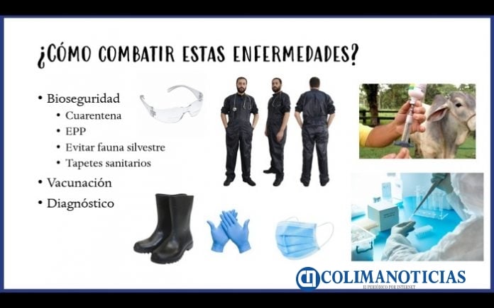Principales Enfermerdades Reproductivas en Bovinos_c