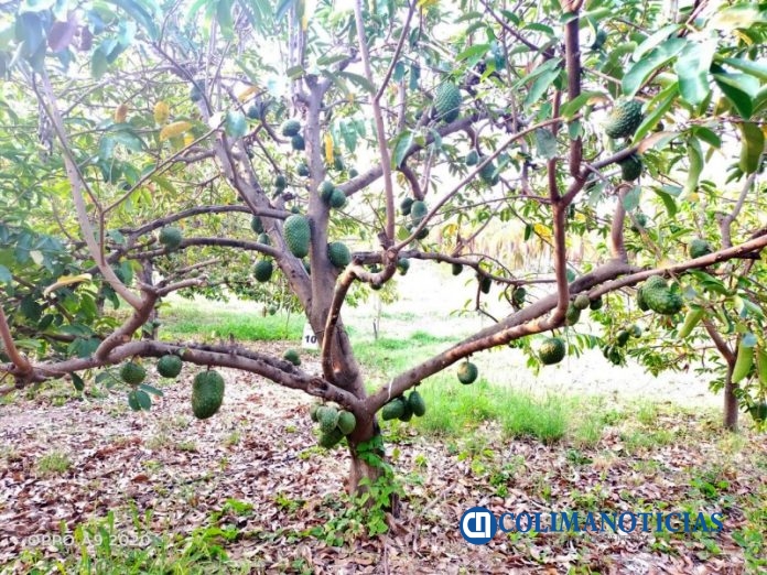 arbol de guanabana