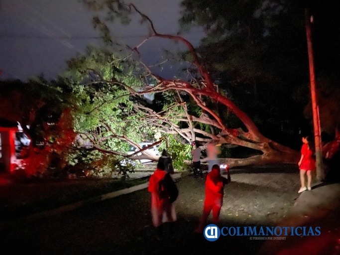 cae arbol
