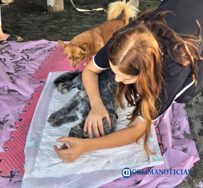 esterilizar perros callejeros