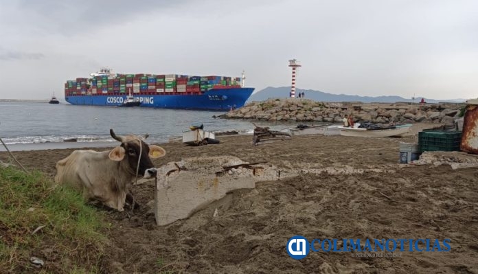 Vaca en playa de San Pedrito