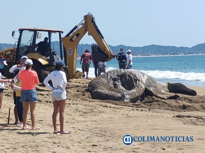 ballena muerta 1