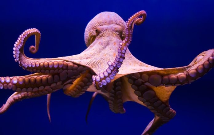 pulpo