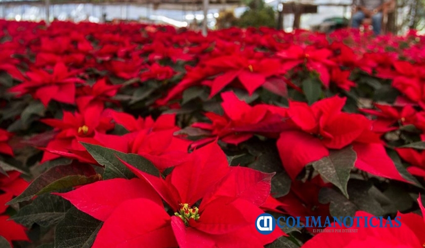 Cuidados de la Nochebuena para que te dure todo el año | Colima Noticias Cuidados de la Nochebuena para que te dure todo el año | Colima Noticias