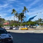 pez vela manzanillo automoviles