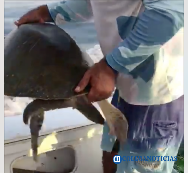 tortuga liberada