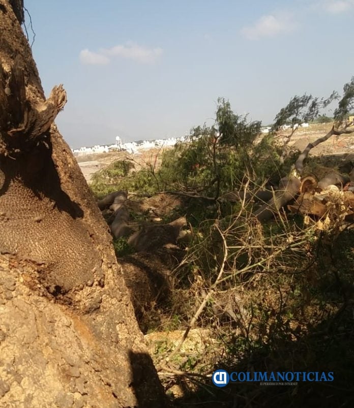Denuncian tala ilegal de seis parotas en Tabachines Sur00