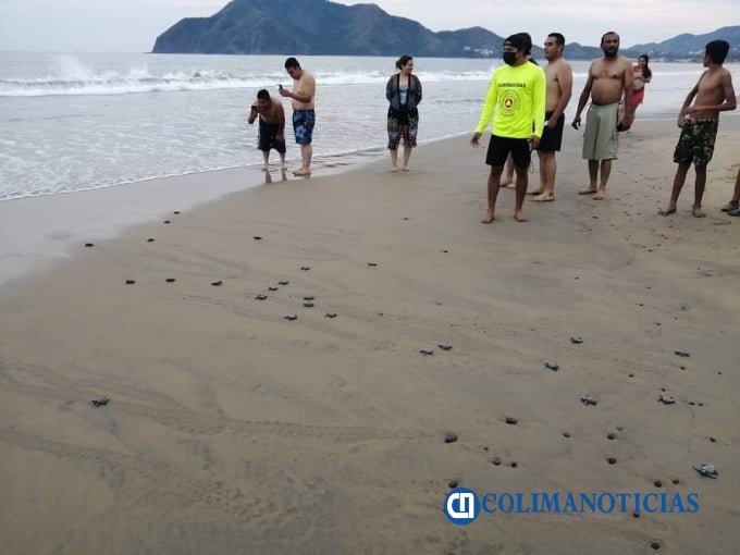 aparecen tortugas en Miramar