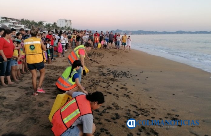 tortugas en playas de Manzanillo 2021