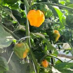Proyecto sobre chile habanero_Felipe Abelardo Toscano_b