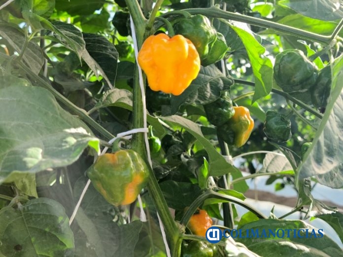 Proyecto sobre chile habanero_Felipe Abelardo Toscano_b