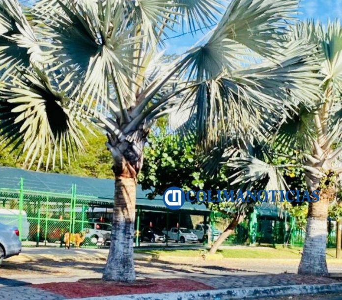 lote de autos colima