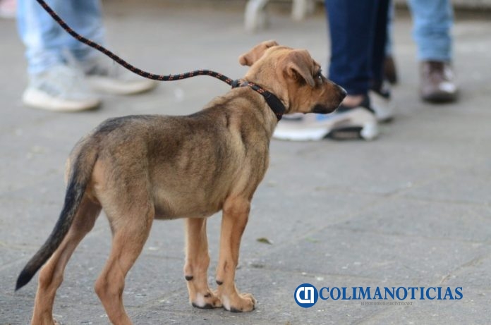 cachorro