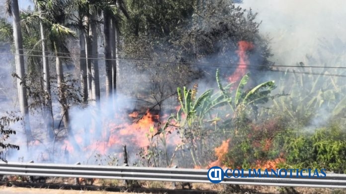 incendio de plantio platano