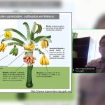 En riesgo, plantaciones de banano y plátano por hongo Fusarium_a