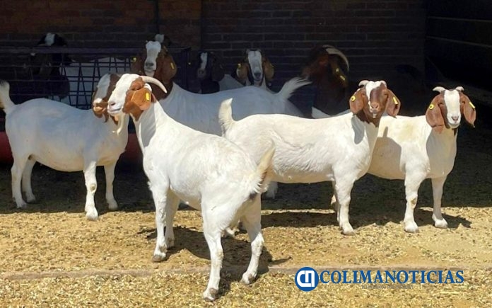 Visita a Unidades Caprinas_2