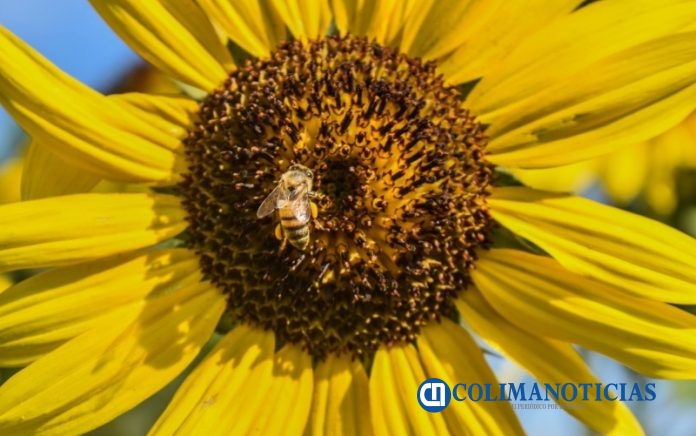 abejas