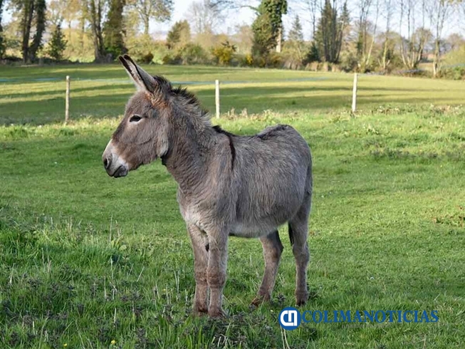 burro