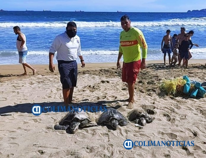 3 tortugas muertas en playa de Santiago