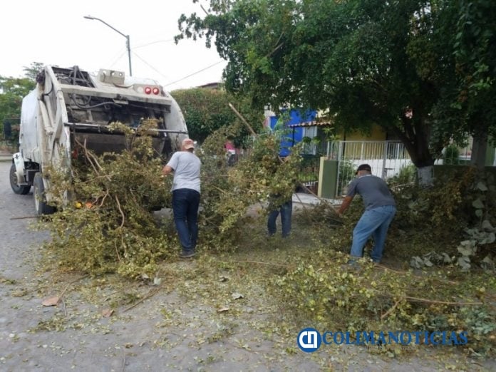 Ayuntamiento de Colima recoge 300 toneladas de ramas y troncos