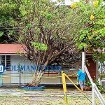 Cae árbol sobre un aula de la Escuela Preescolar Gregorio Torres Quintero