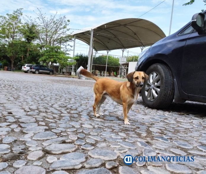 perro sin hogar