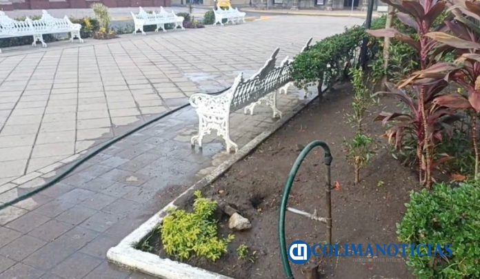 se roban planta de marihuana