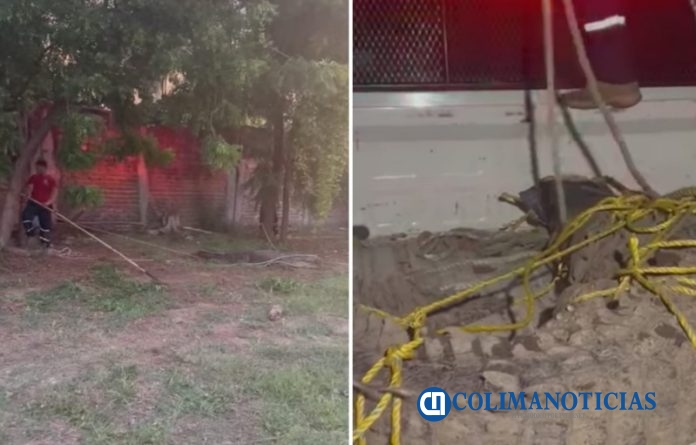 Atrapan a cocodrilo de 3 metros de largo