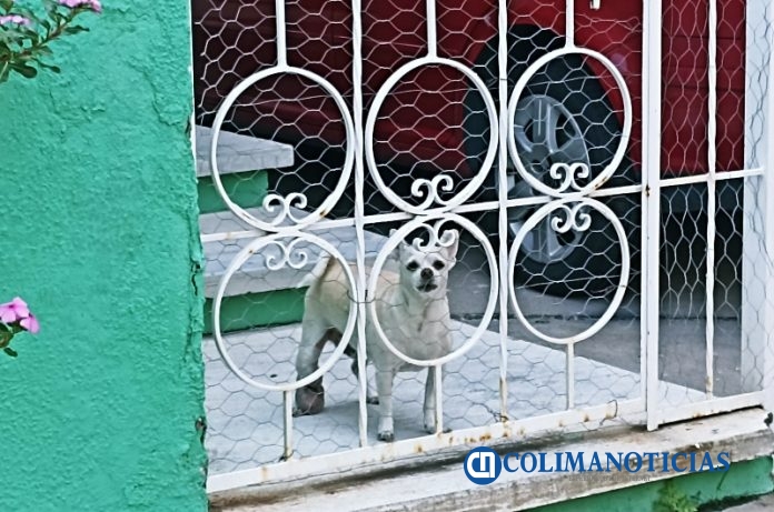 mascotas colima