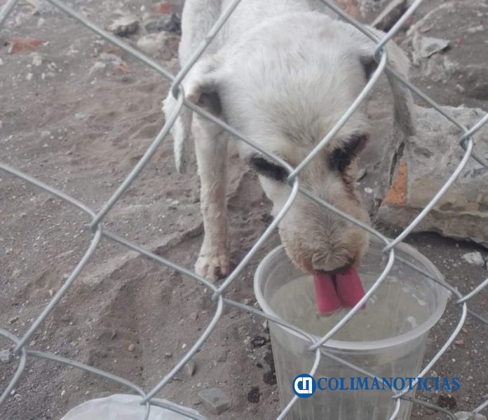 perro callejerito