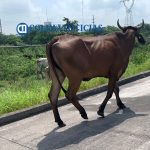 vaca en carretera