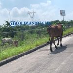 vaca en carretera colima
