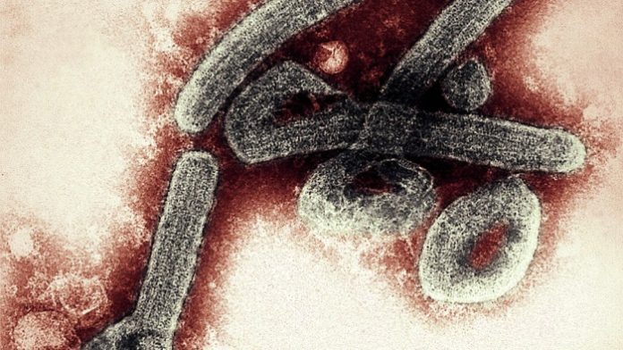 virus de Marburgo