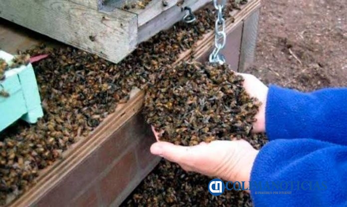 abejas