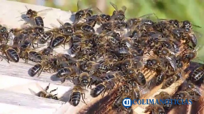 abejas colima