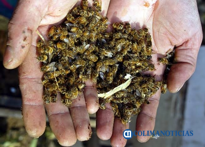 abejas
