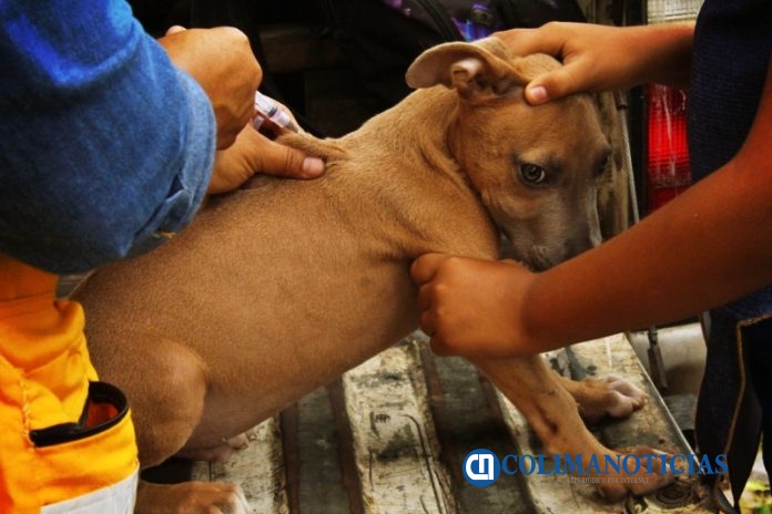 perrito siendo vacunado