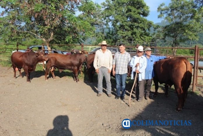 Entrega Carlos Carrasco sementales a ganaderos de Ixtlahuacán